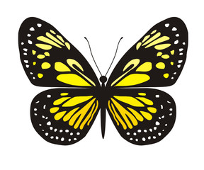 Vector image of yellow butterfly