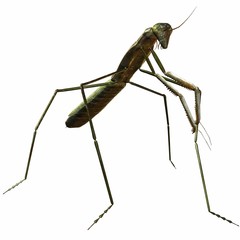 Mantis