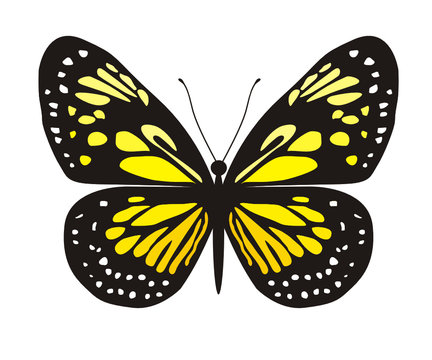 Vector image of yellow butterfly
