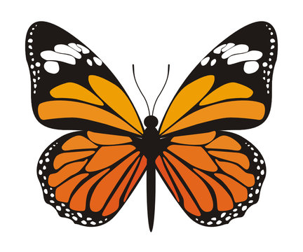 Vector image of orange butterfly