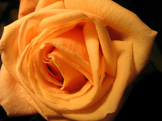 yellow rose