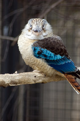 Blue winged kookaburra (Dacelo Leachii) sitting on a branch