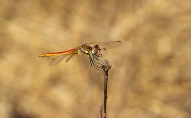 Libelle 04