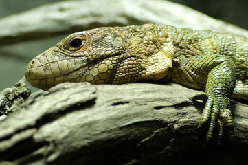 Portrait of crocodil-teju (dracena guaianensis)