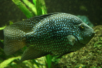 gefleckter fisch
