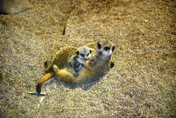 Suricate, nursing her babies