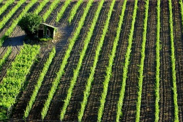 Vignes italiennes