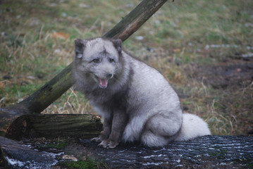 Smiling polar fox