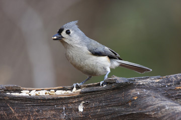 Tufted Titmouse 