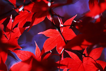 Red Autumn Leaves