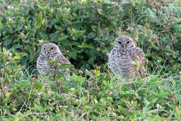 Baby Burrowing Owls (athene cunicularia)