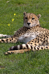 African Cheetah