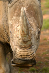 Obraz premium African White Rhino