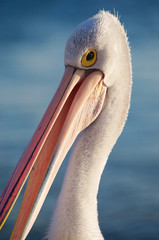 Pelicans