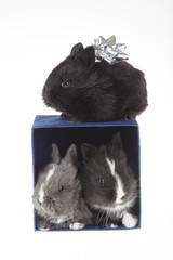three bunny and a blue gift box