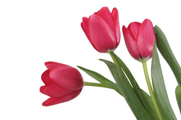 Three red tulips on a white background