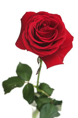 One red rose on a white background