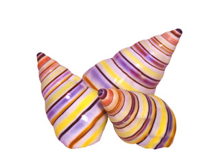 Colourful Shells with clipping path