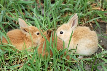 three small rabbits sitting snout ahead each other