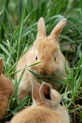 small red rabbit kid eating green grass