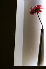 vase design avec fleur rouge avec lumière tamisée sur mur