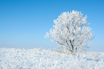 Alone frozen tree. white winter