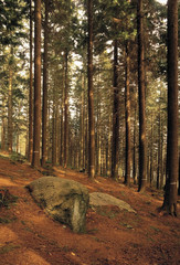 gwydyr forest snowdonia wales