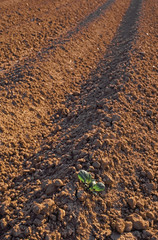 A Potato plant in farmland sandstone soil 