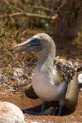blue-footed booby with nestling, galapagos islands, equador.