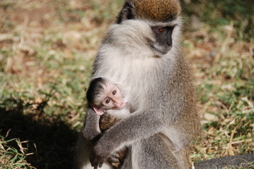 scimmia nel parco etiope
