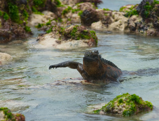marine iguana on the rocks