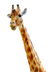 Isolated head of chewing giraffe - obrazy, fototapety, plakaty