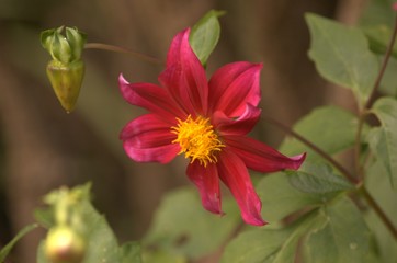 Fototapeta premium Flor rosa fuerte.