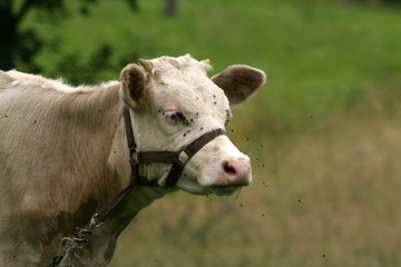 Just cow