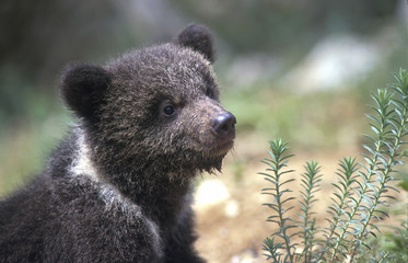 oso © Nico