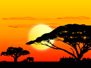 Africa sundown - obrazy, fototapety, plakaty