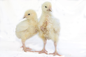 Easter chicks