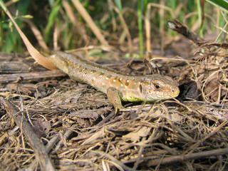 lizard