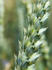 Weizenähre Makro