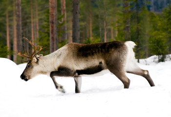 reindeer