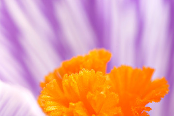 Extrem close-up of a crocus 