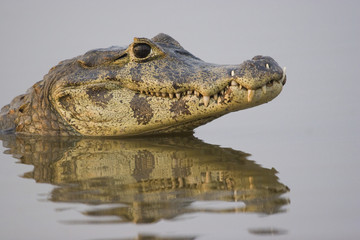Spectacled caiman (Caiman crocodilus), Pantanal, Brazil - obrazy, fototapety, plakaty