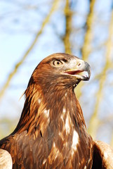 Blick