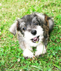 Miniature Schnauzer Puppy