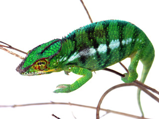 caméléon sur branche