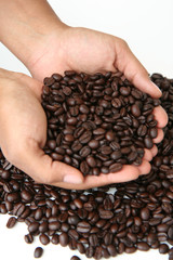 A mixture of coffee benans being picked up