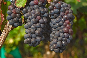 .Bunch of grapes in a vine