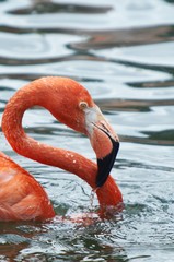 Cuban flamingo (Phoenicopterus ruber ruber )in bath