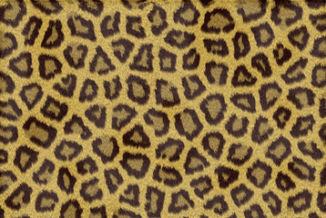 Leopard skin texture  