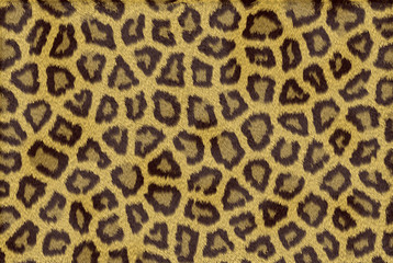 Leopard skin texture  
